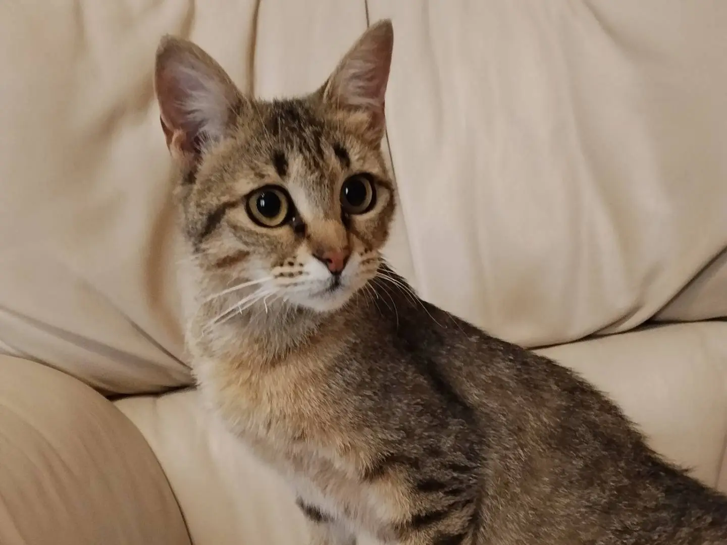 Adotta un gatto, taglia non valida, femmina, Catania