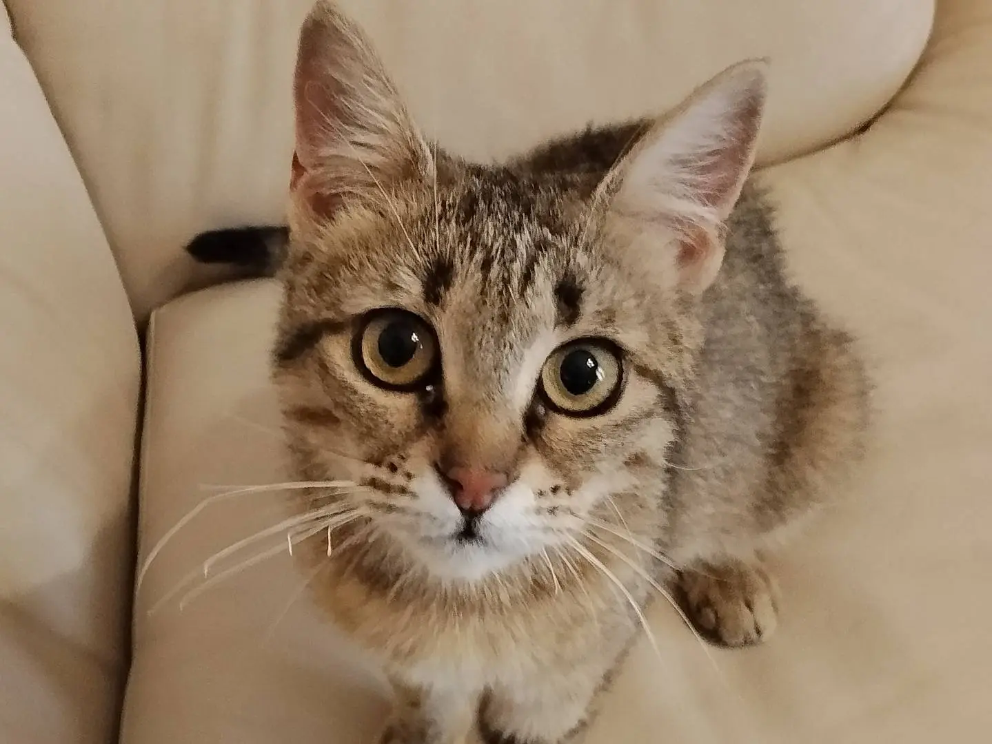 Adozione gatto, femmina, Razza sconosciuta Razza sconosciuta, 1 anno e 1 mese, taglia non valida, Catania