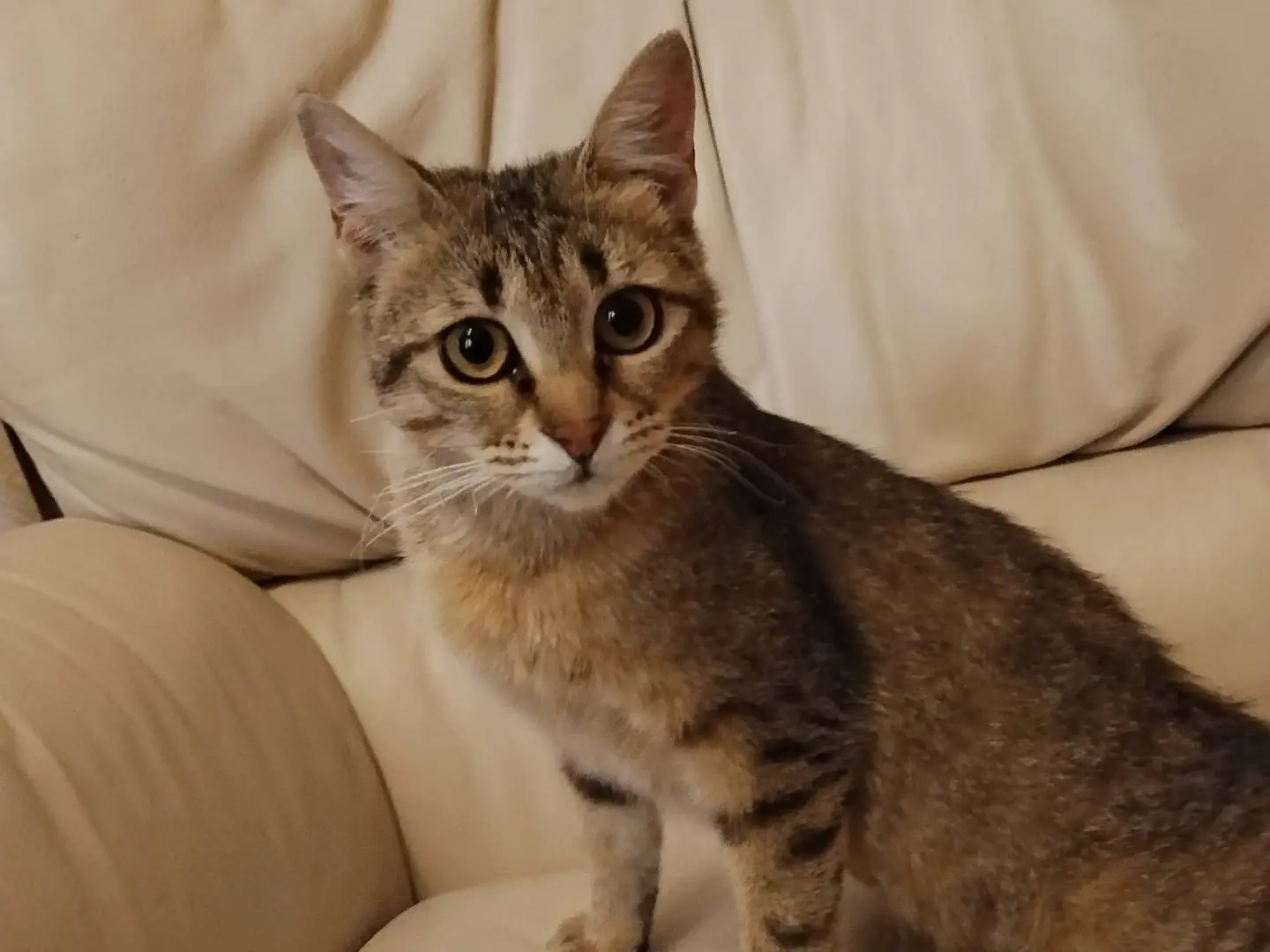 Adotta un gatto, femmina, 1 anno e 1 mese, Catania