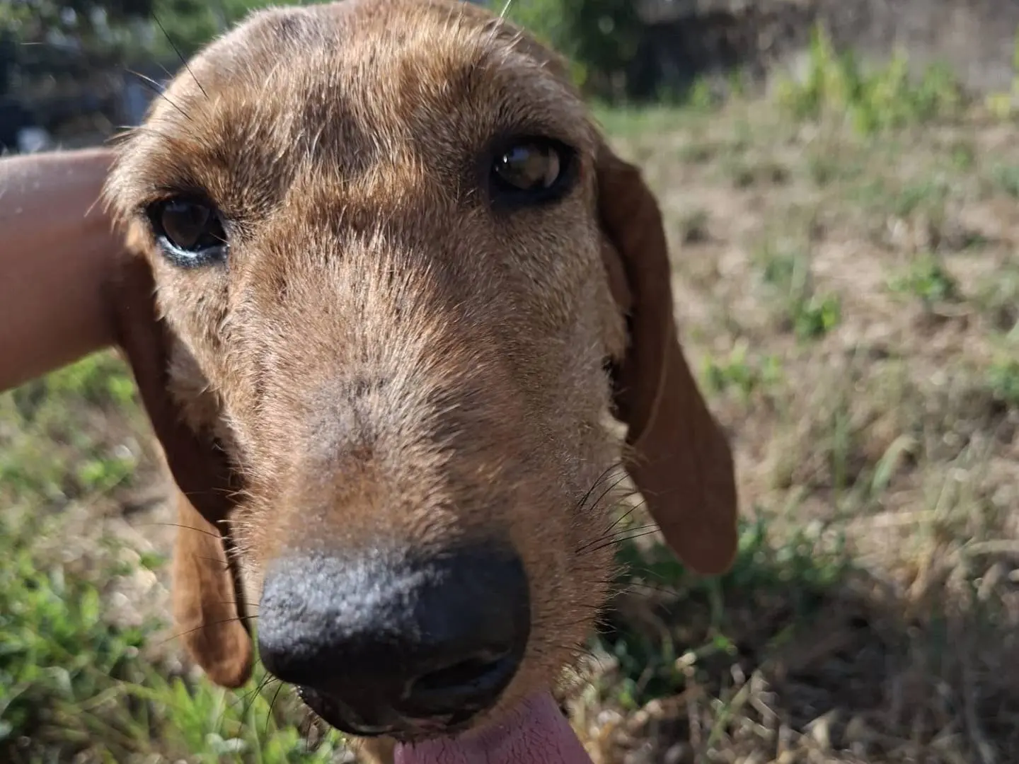 Adozione cane, maschio, Razza sconosciuta Razza sconosciuta, 4 anni e 4 mesi, taglia media, Latina