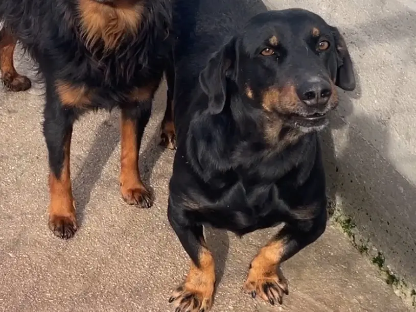 Adozione cane, maschio, meticcio, 6 anni e 9 mesi, taglia media contenuta, Salerno