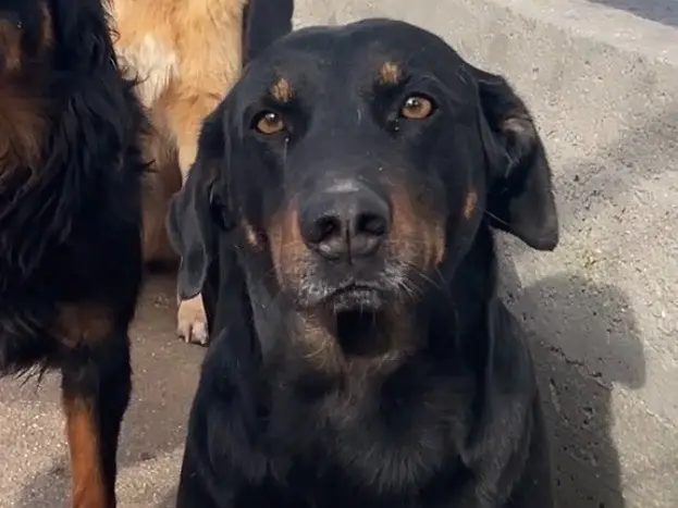 Adotta un cane, maschio, 6 anni e 9 mesi, Salerno