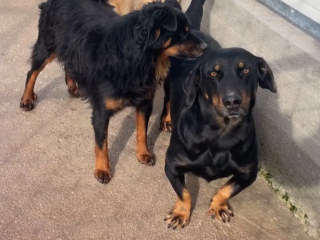 Vuoi adottare un cane a Salerno?