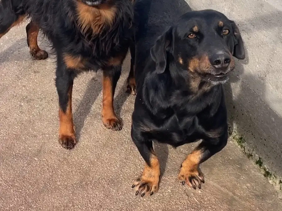 Adotta il cane Gregory coscialunga a Salerno