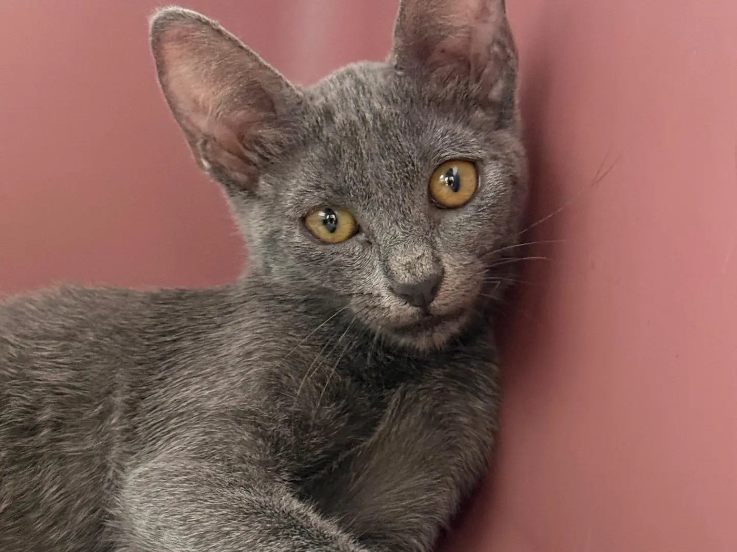 Adozione gatto, femmina, Certosino Razza sconosciuta, 6 mesi, taglia non valida, Teramo