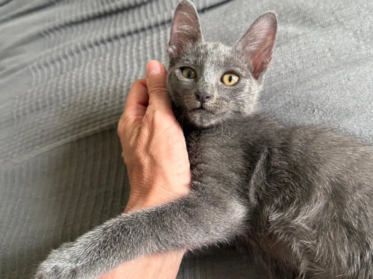 Adotta il gatto Jinnie a Teramo