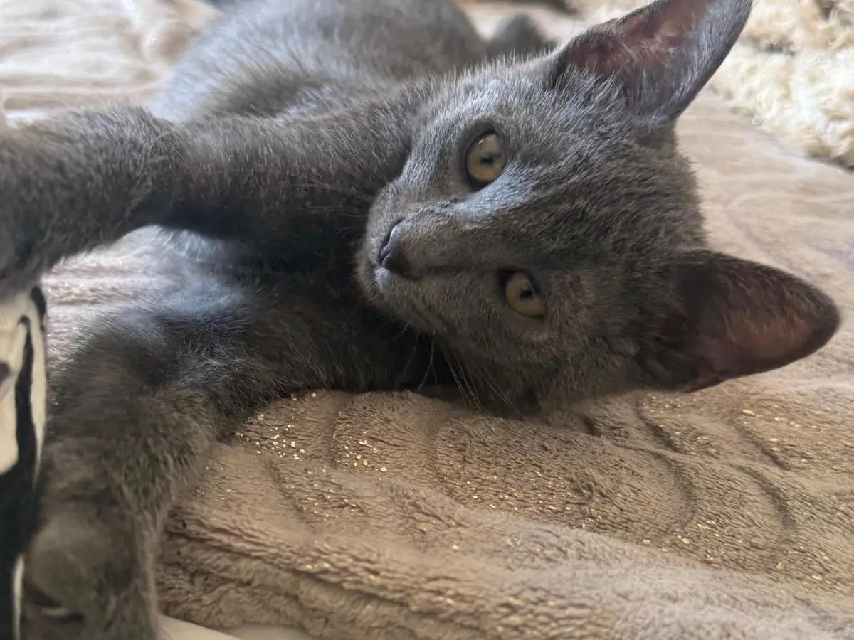 Adotta un gatto, taglia non valida, femmina, Teramo