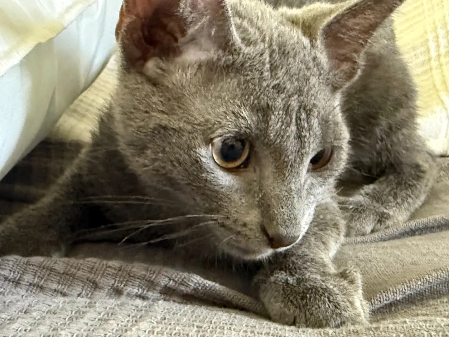 Adotta un gatto, femmina, 6 mesi, Teramo