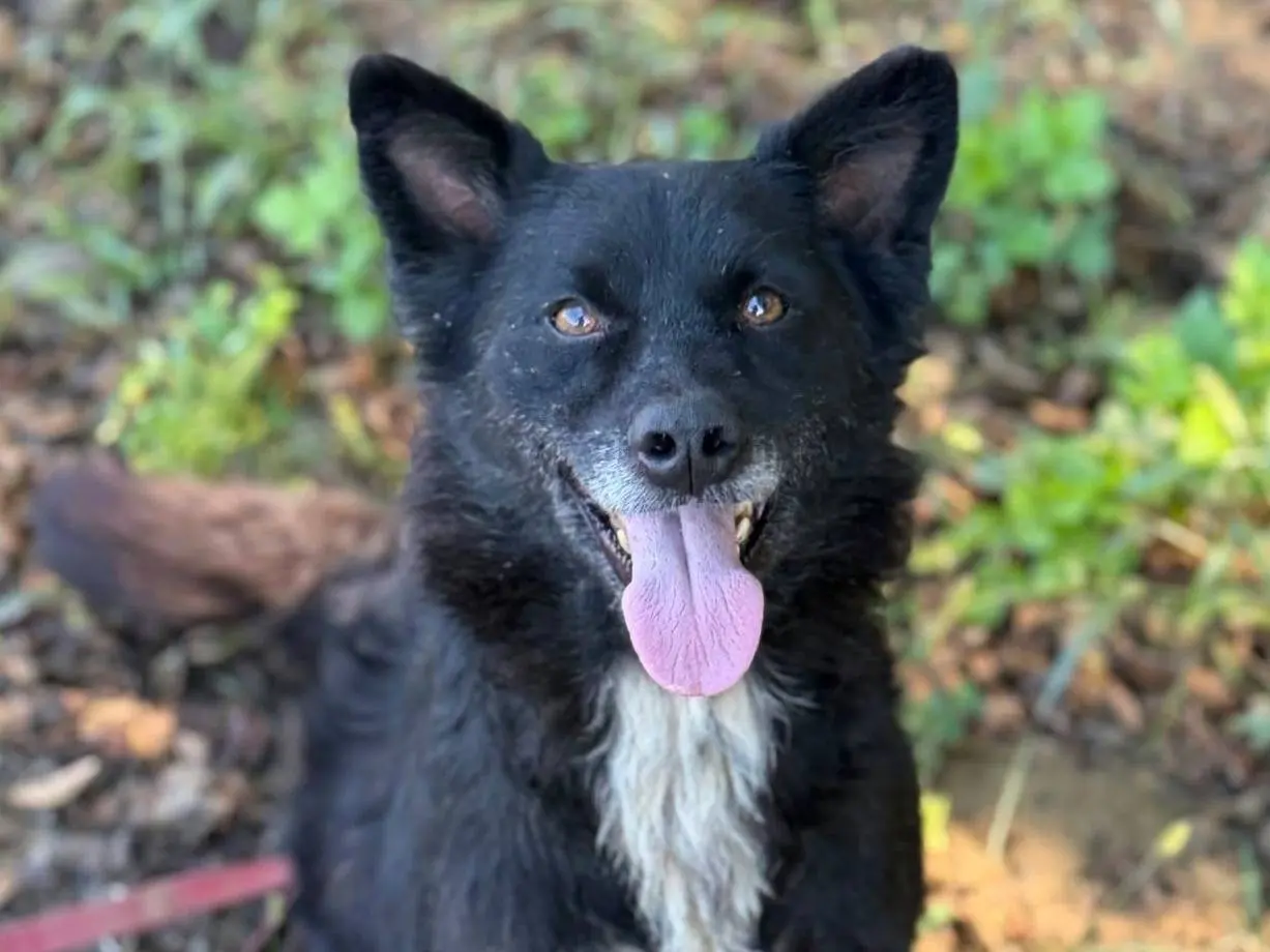 Adozione cane, femmina, Razza sconosciuta Razza sconosciuta, 5 anni e 6 mesi, taglia media, Firenze