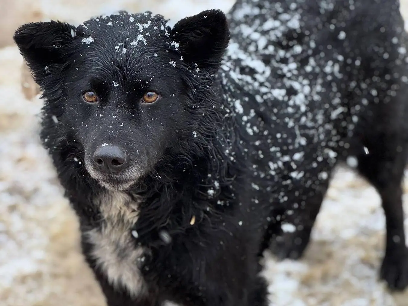 Adotta un cane, taglia media, femmina, Firenze