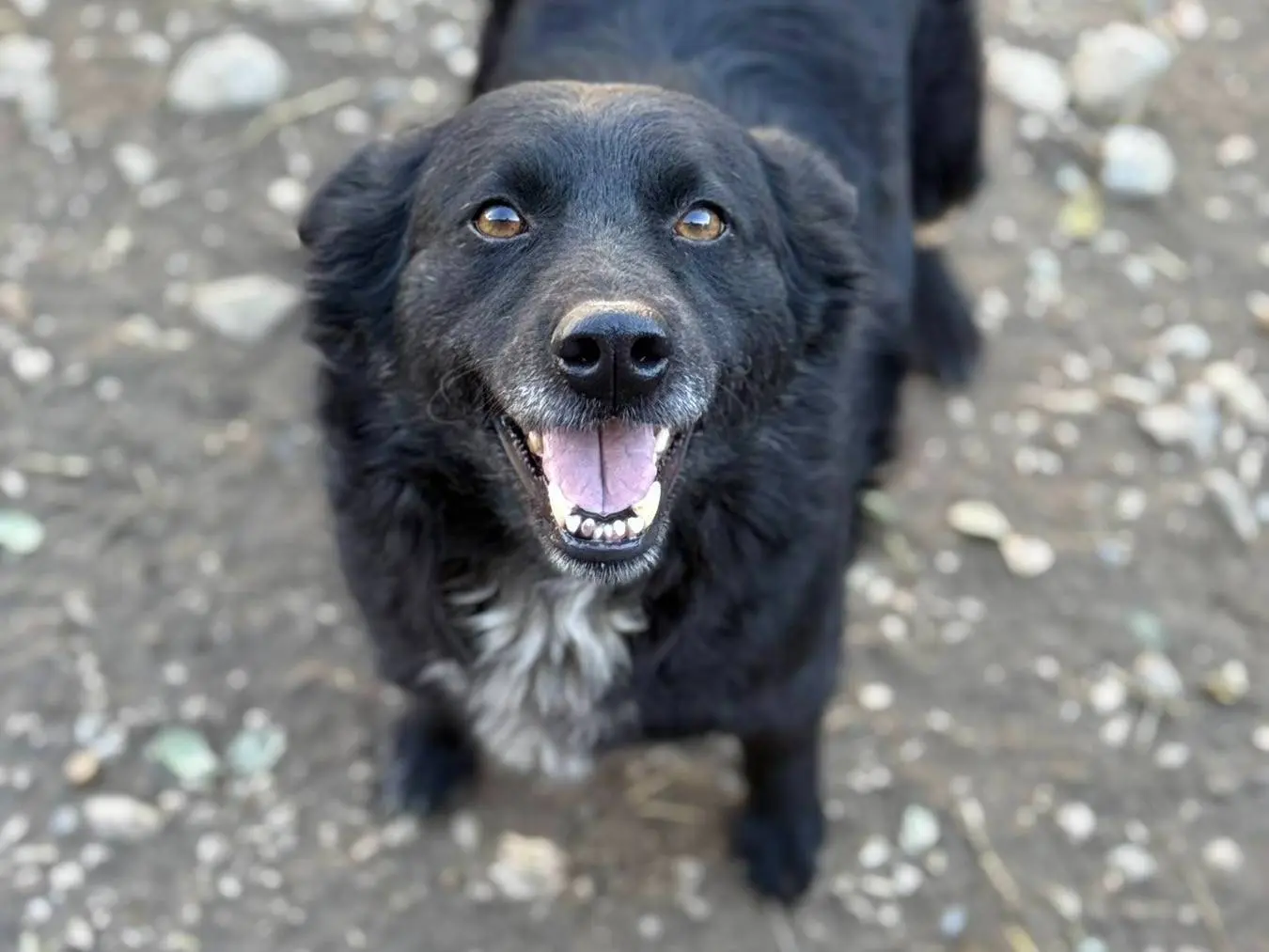 Adotta il cane OPHELIA a Firenze