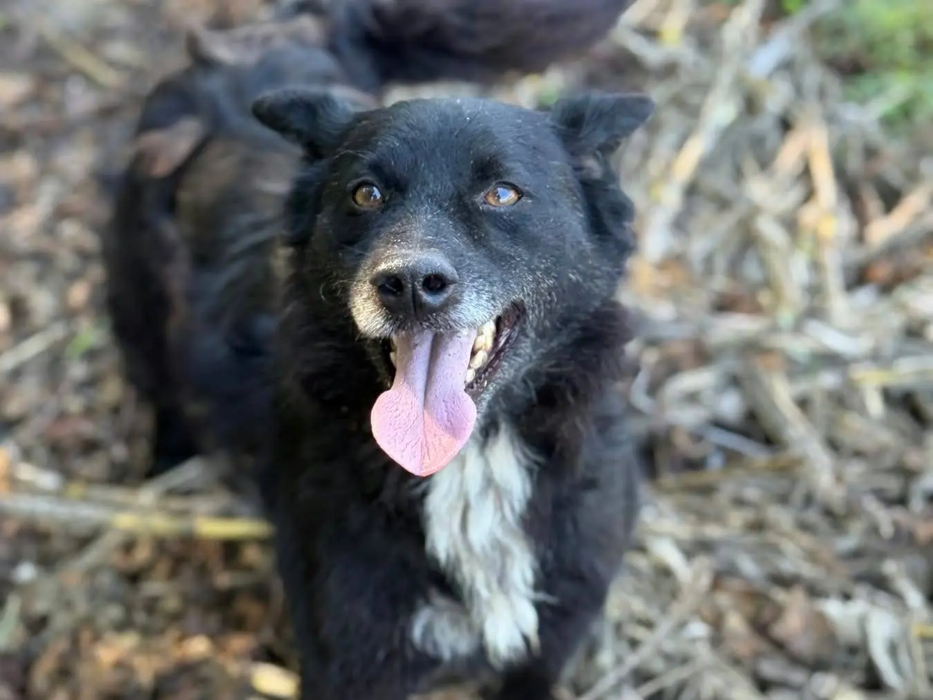 Adotta un cane, femmina, 5 anni e 6 mesi, Firenze