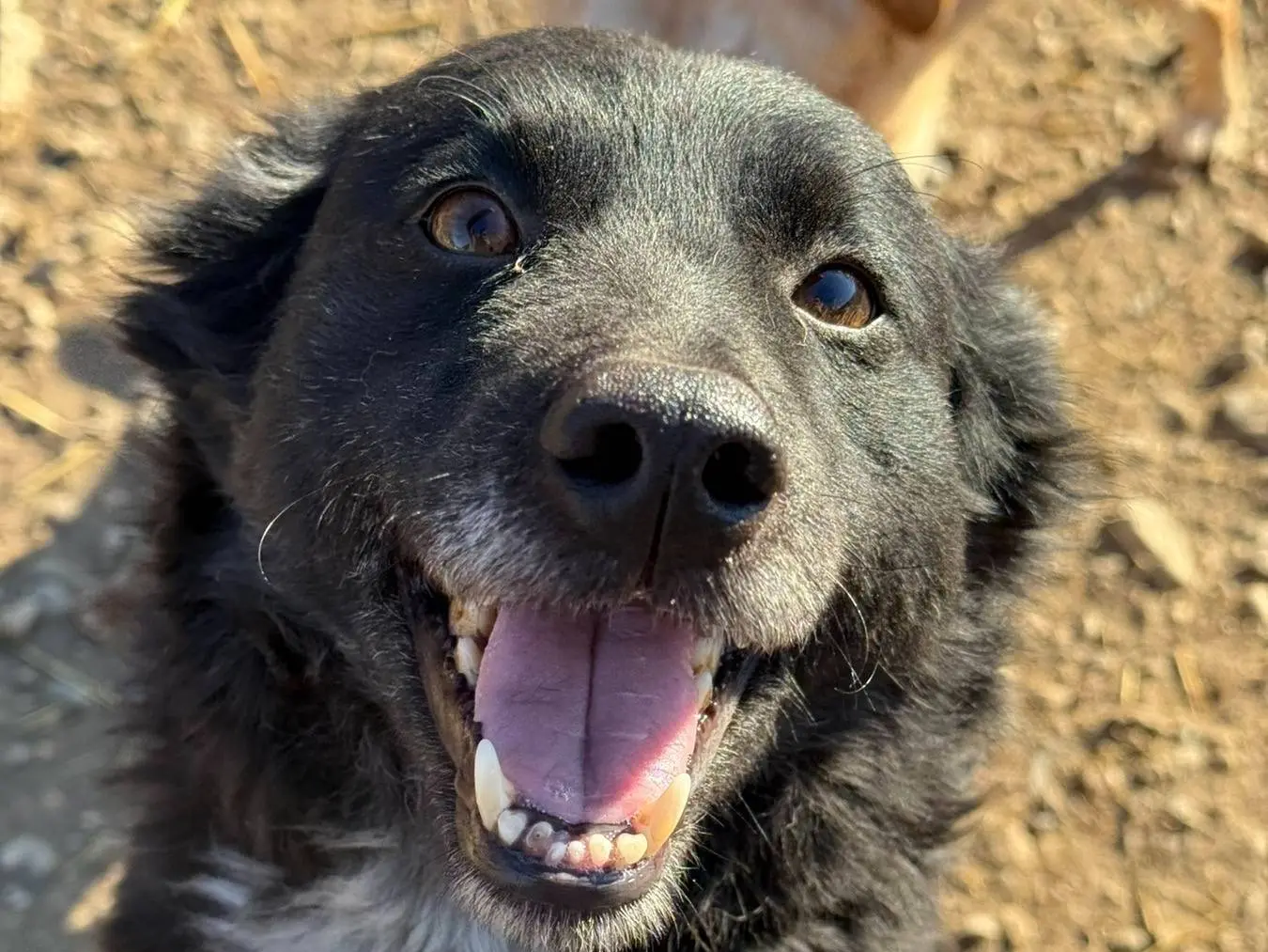 Vuoi adottare un cane a Firenze?