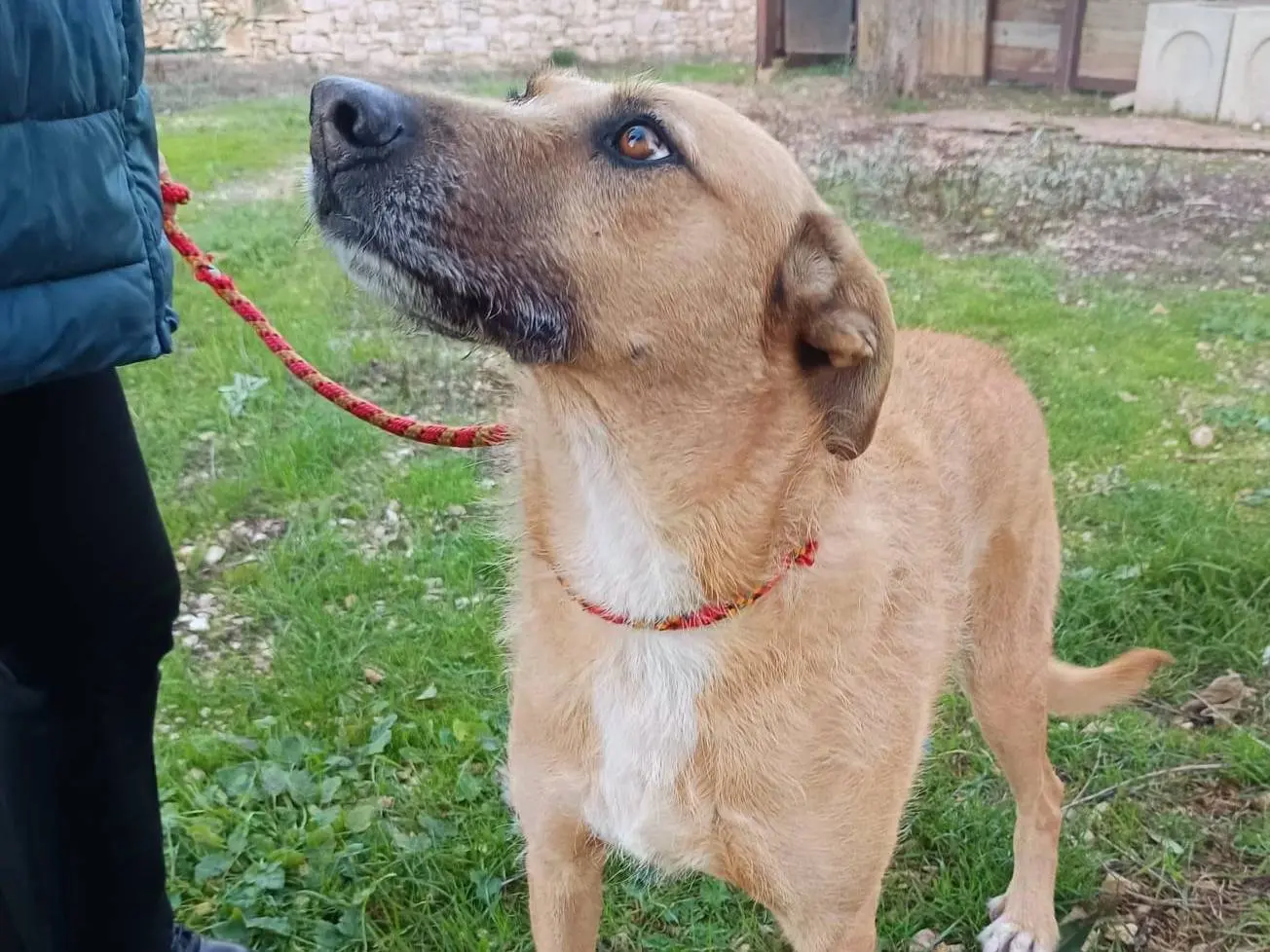 Adotta un cane, taglia grande, femmina, Monza