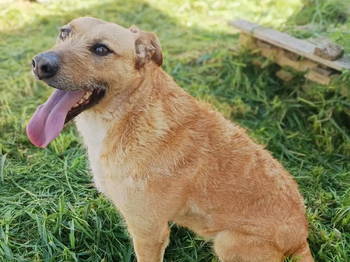 Vuoi adottare un cane a Monza?