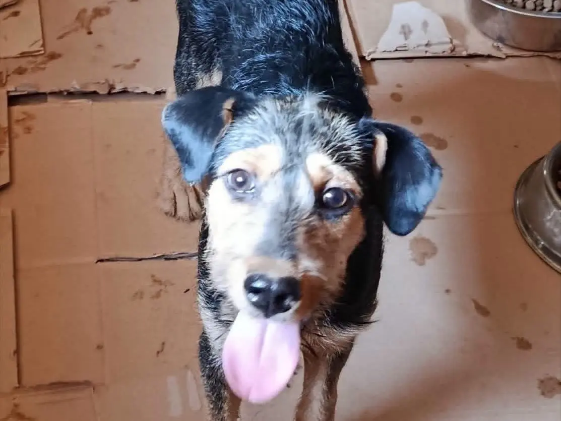 Adotta un cane, taglia media contenuta, maschio, Avellino