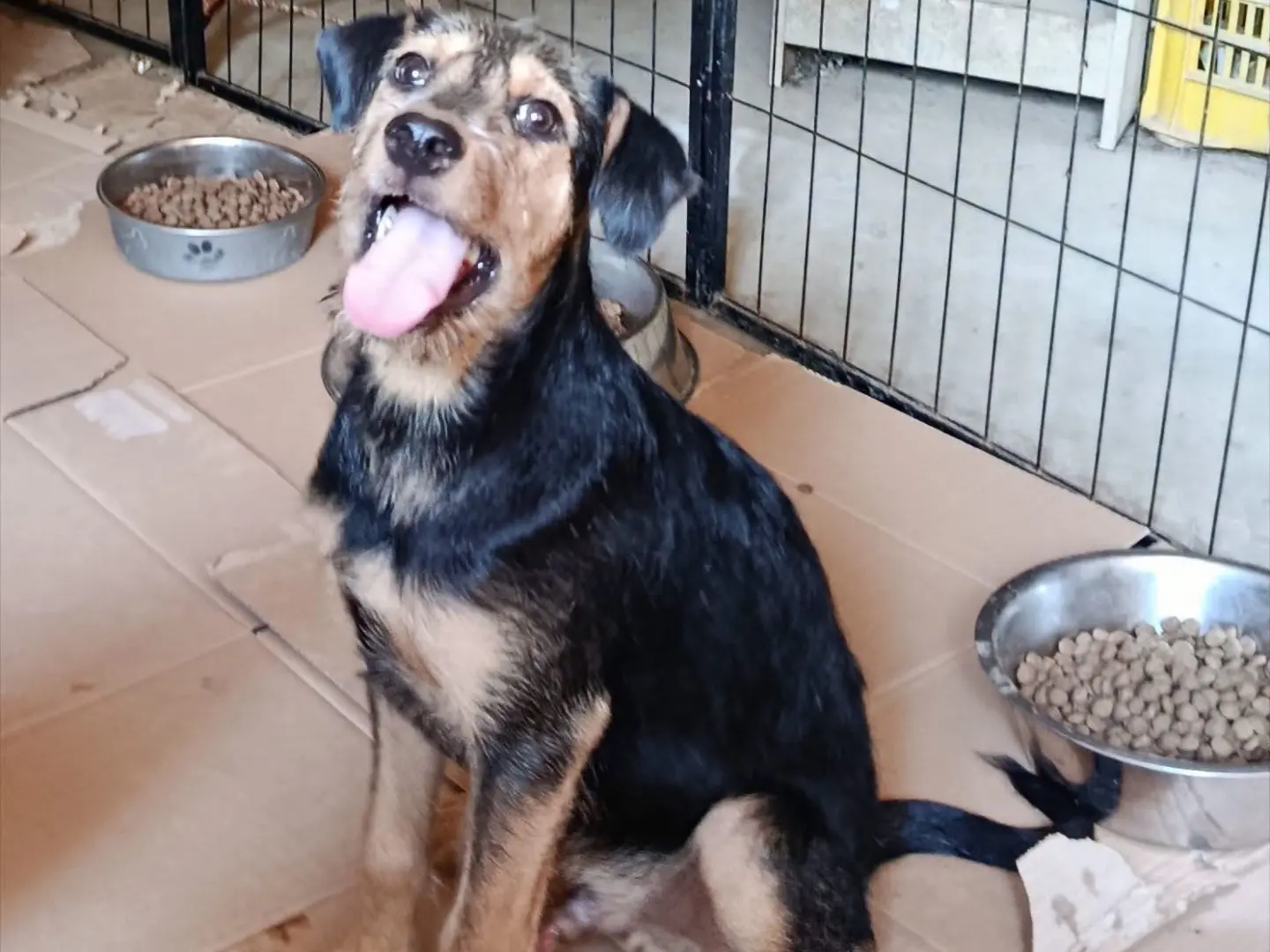 Adotta un cane, maschio, 8 mesi, Avellino