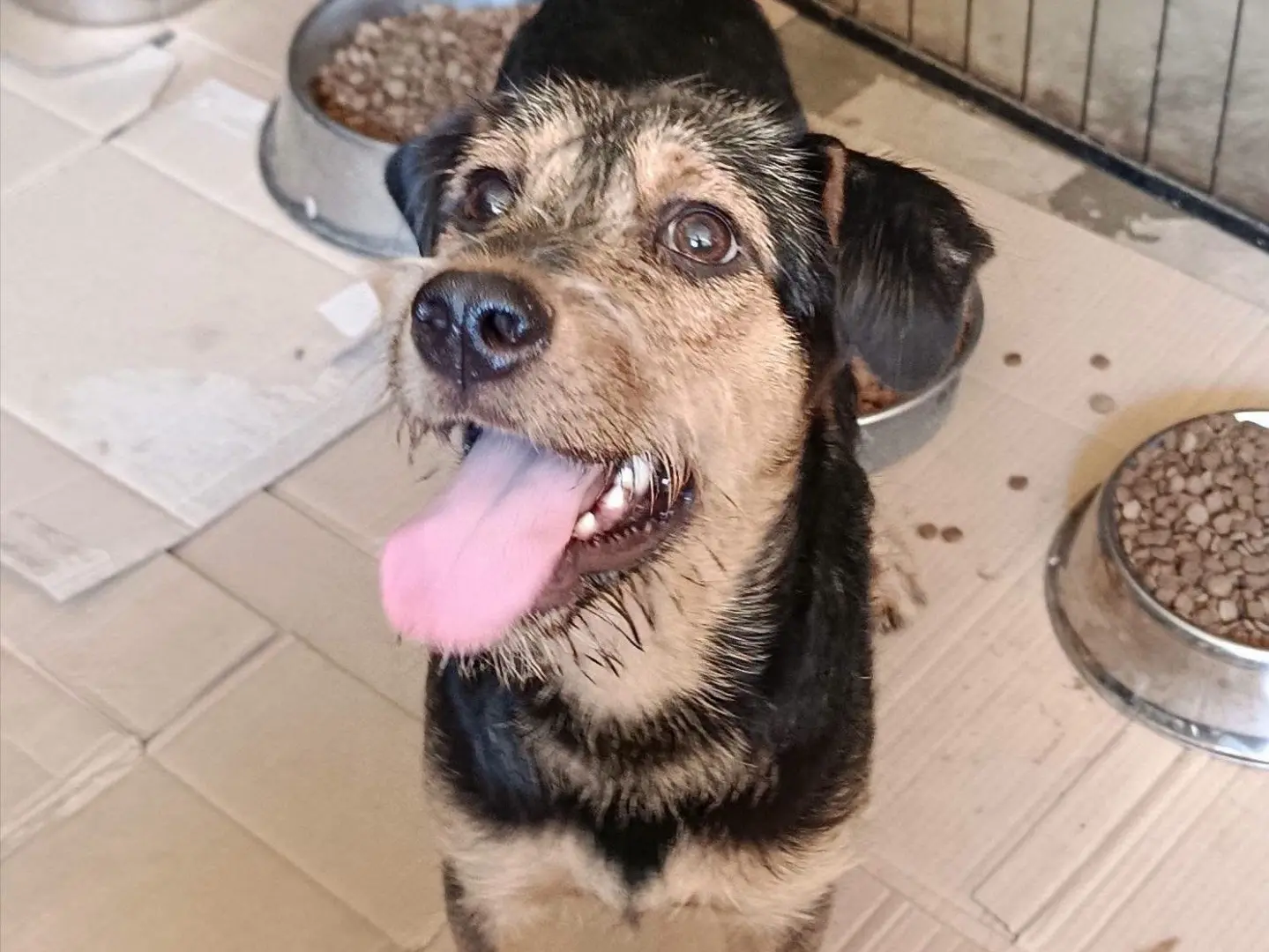 Adozione cane, maschio, Razza sconosciuta Razza sconosciuta, 8 mesi, taglia media contenuta, Avellino