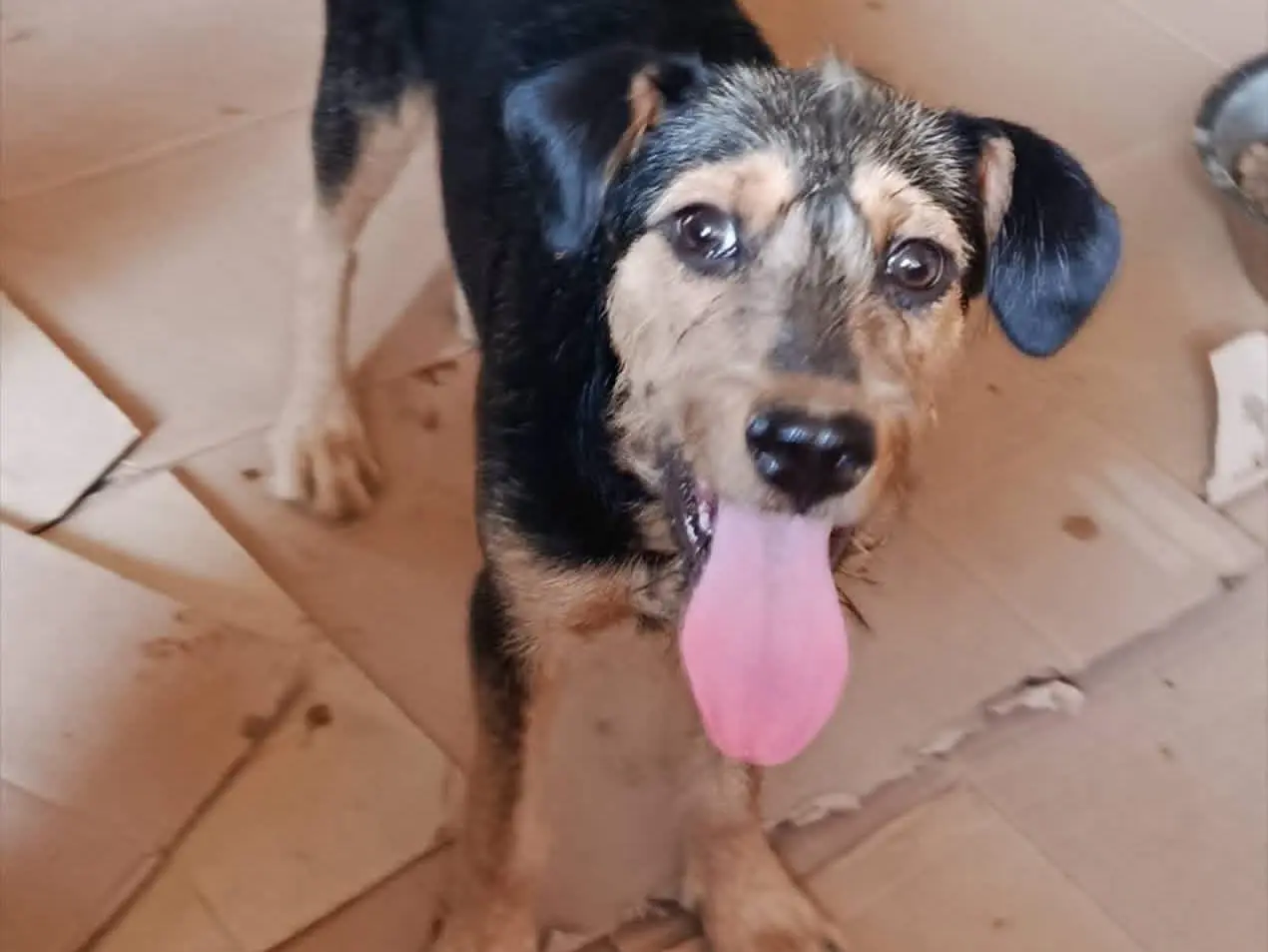 Vuoi adottare un cane a Avellino?