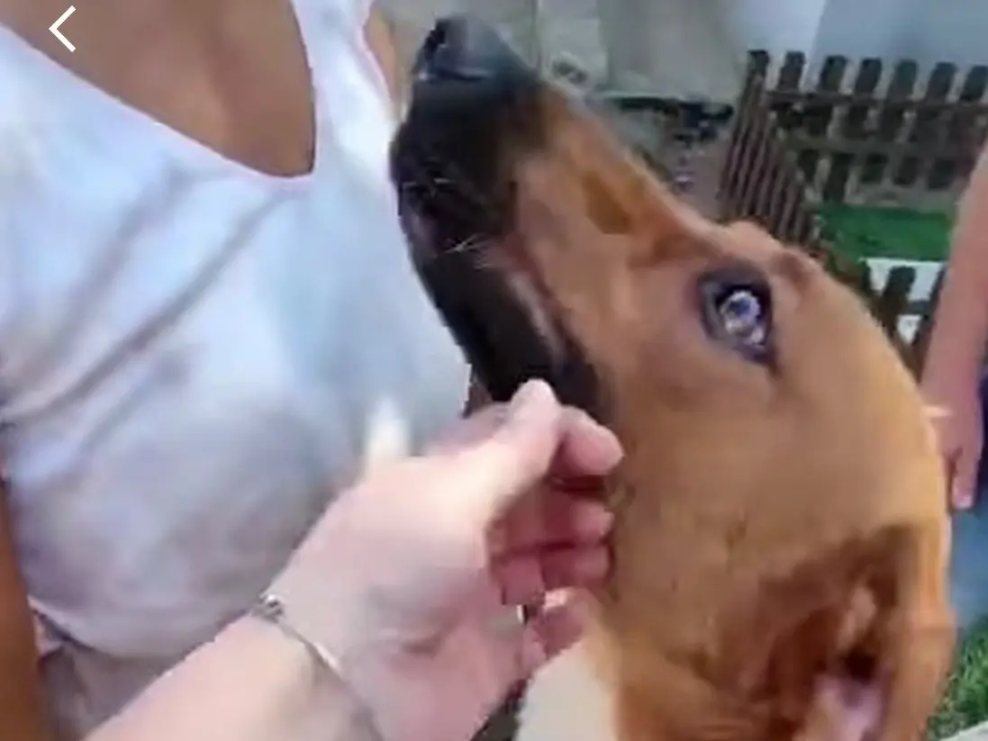 Adotta un cane, maschio, 3 anni e 1 mese, Vibo