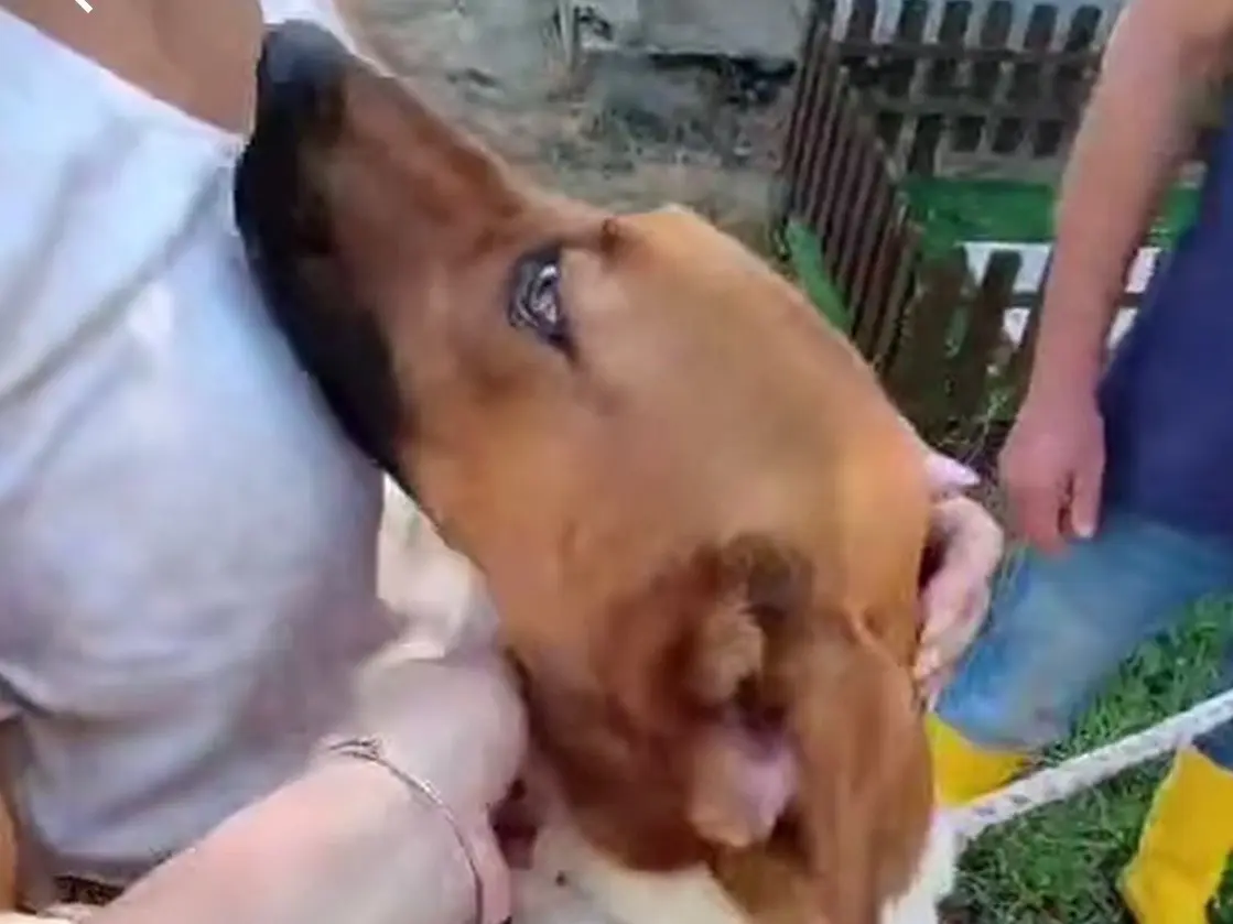 Adozione cane, maschio, Razza sconosciuta Razza sconosciuta, 3 anni e 1 mese, taglia media, Vibo