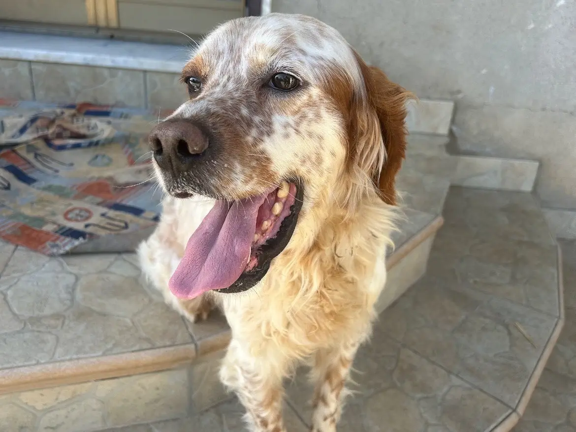Adotta un cane, maschio, 5 anni e 3 mesi, Matera