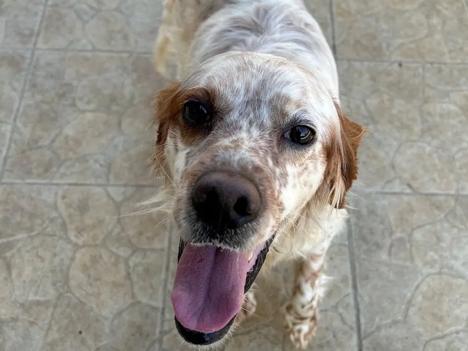 Adozione cane, maschio, Setter Inglese Razza sconosciuta, 5 anni e 3 mesi, taglia media, Matera