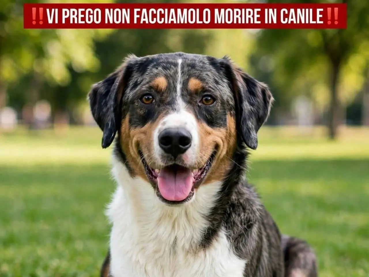 Adotta un cane, taglia grande, maschio, Teramo