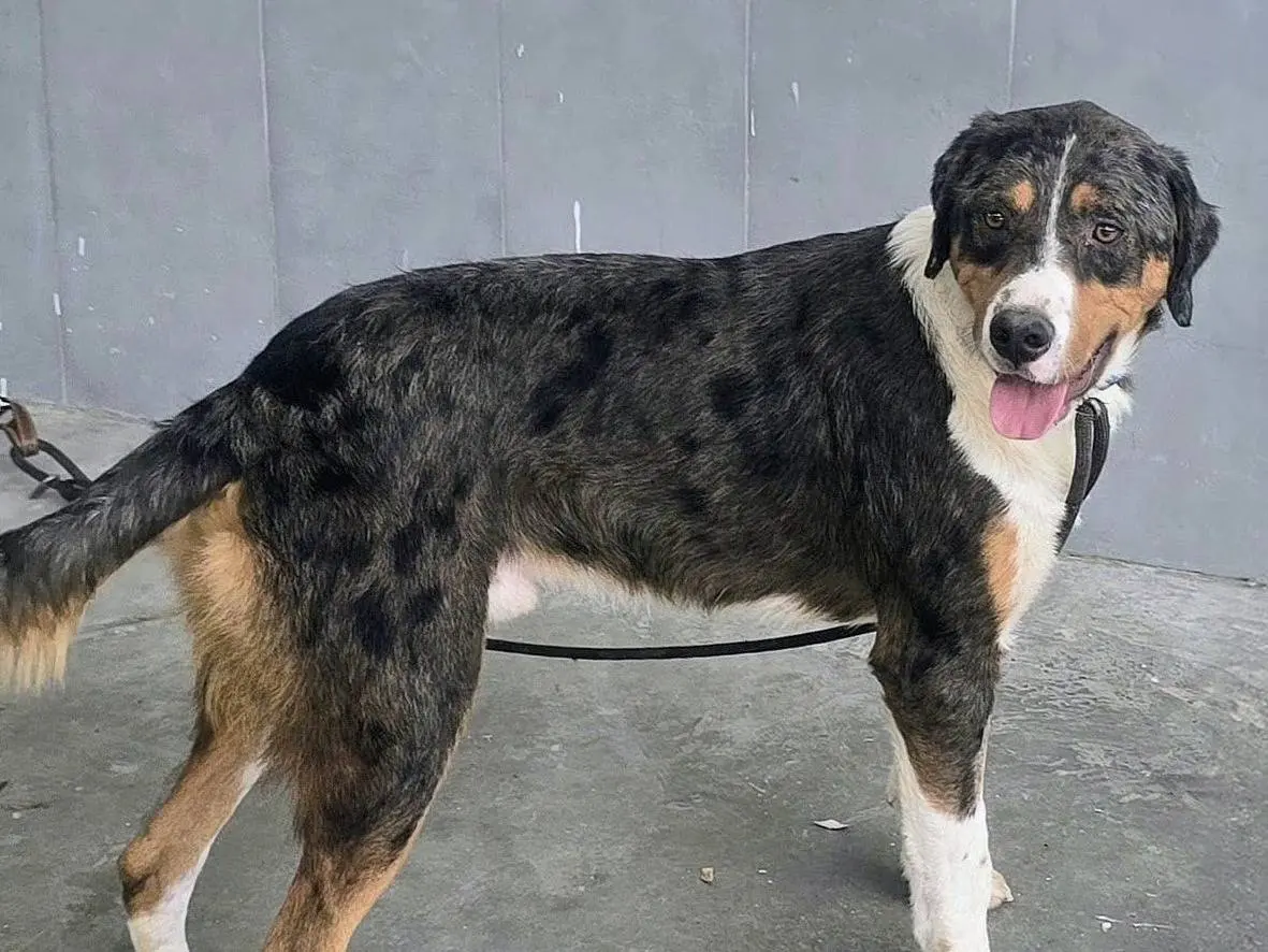 Vuoi adottare un cane a Teramo?