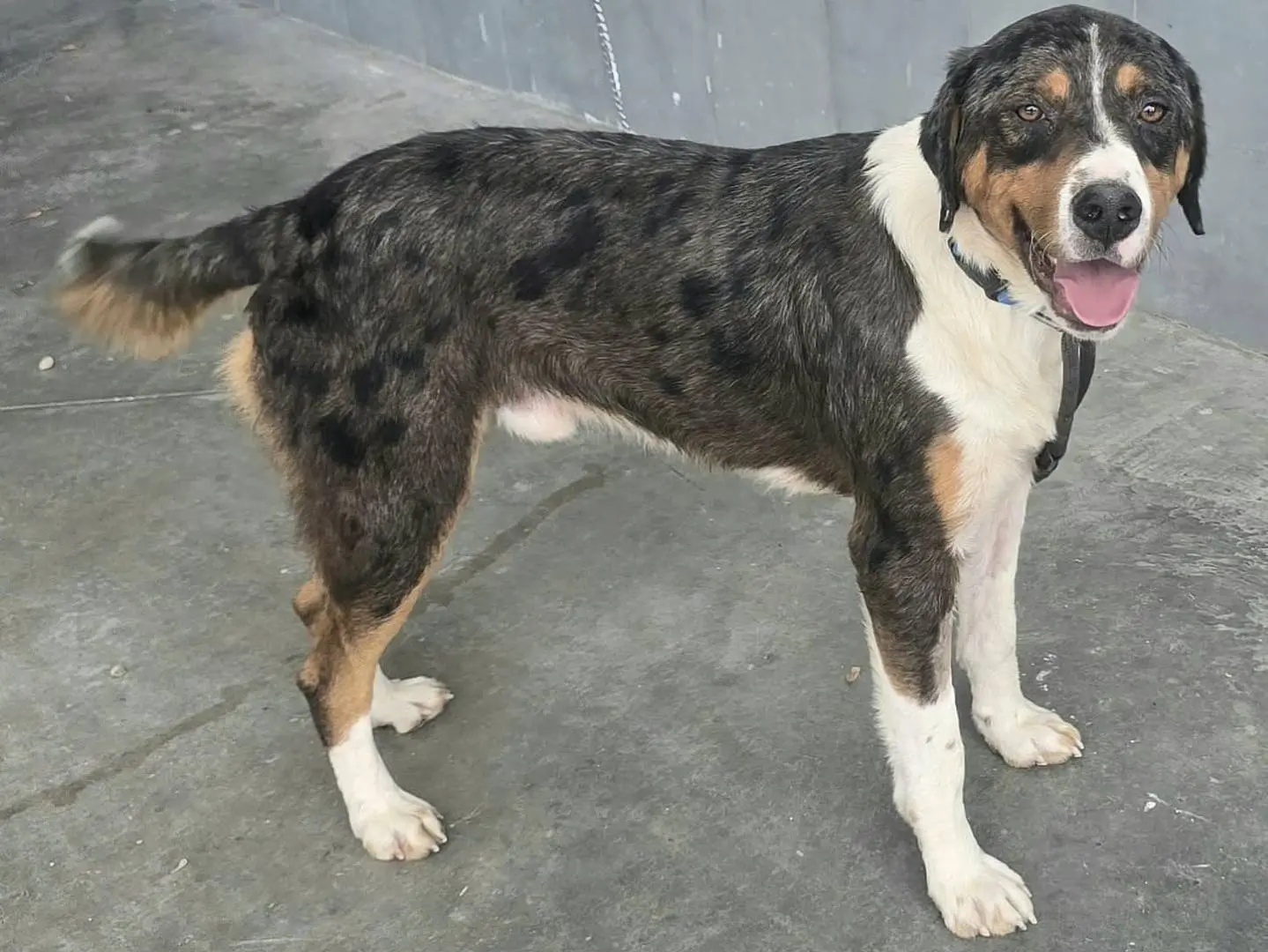 Adotta il cane BERLIOZ  a Teramo
