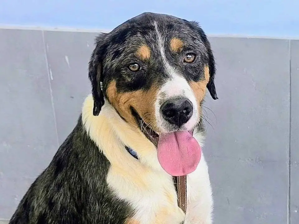 Adozione cane, maschio, Pastore australiano Razza sconosciuta, 1 anno e 6 mesi, taglia grande, Teramo