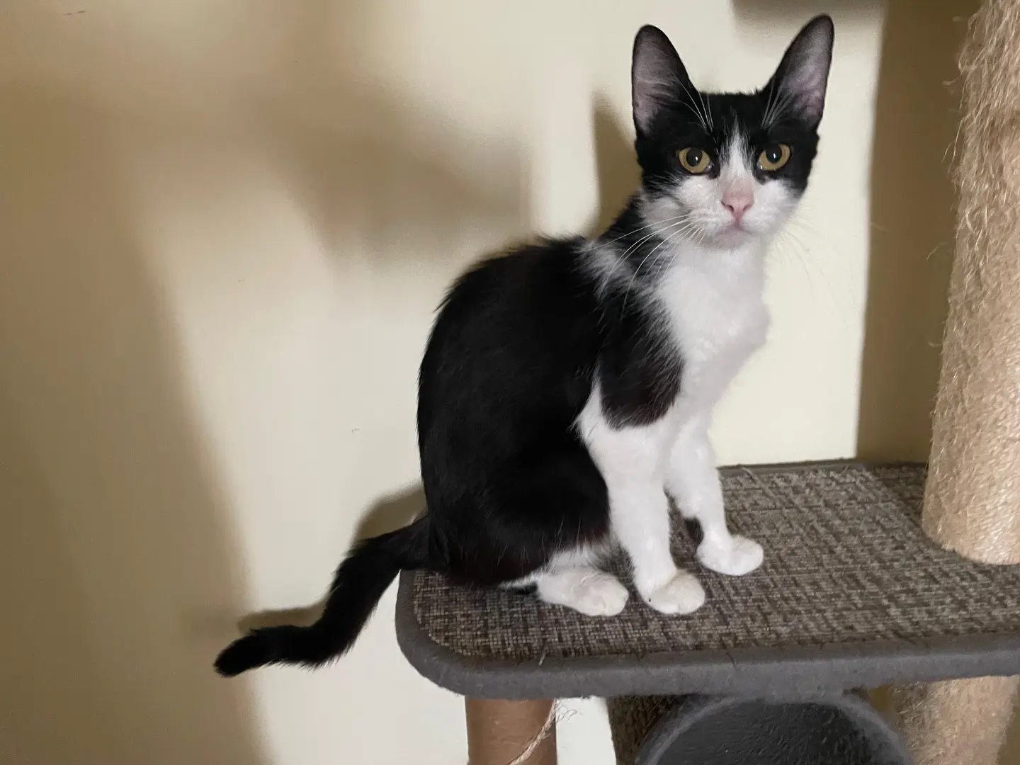 Adotta un gatto, femmina, 2 anni e 11 mesi, Ragusa