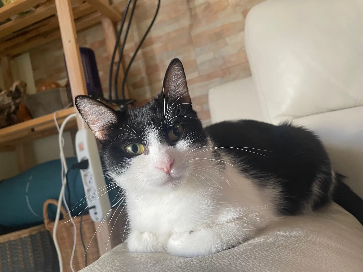 Adozione gatto, femmina, Razza sconosciuta Razza sconosciuta, 2 anni e 11 mesi, taglia non valida, Ragusa