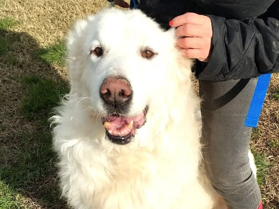 Adozione cane, maschio, Pastore maremmano Razza sconosciuta, 13 anni e 7 mesi, taglia grande, Latina