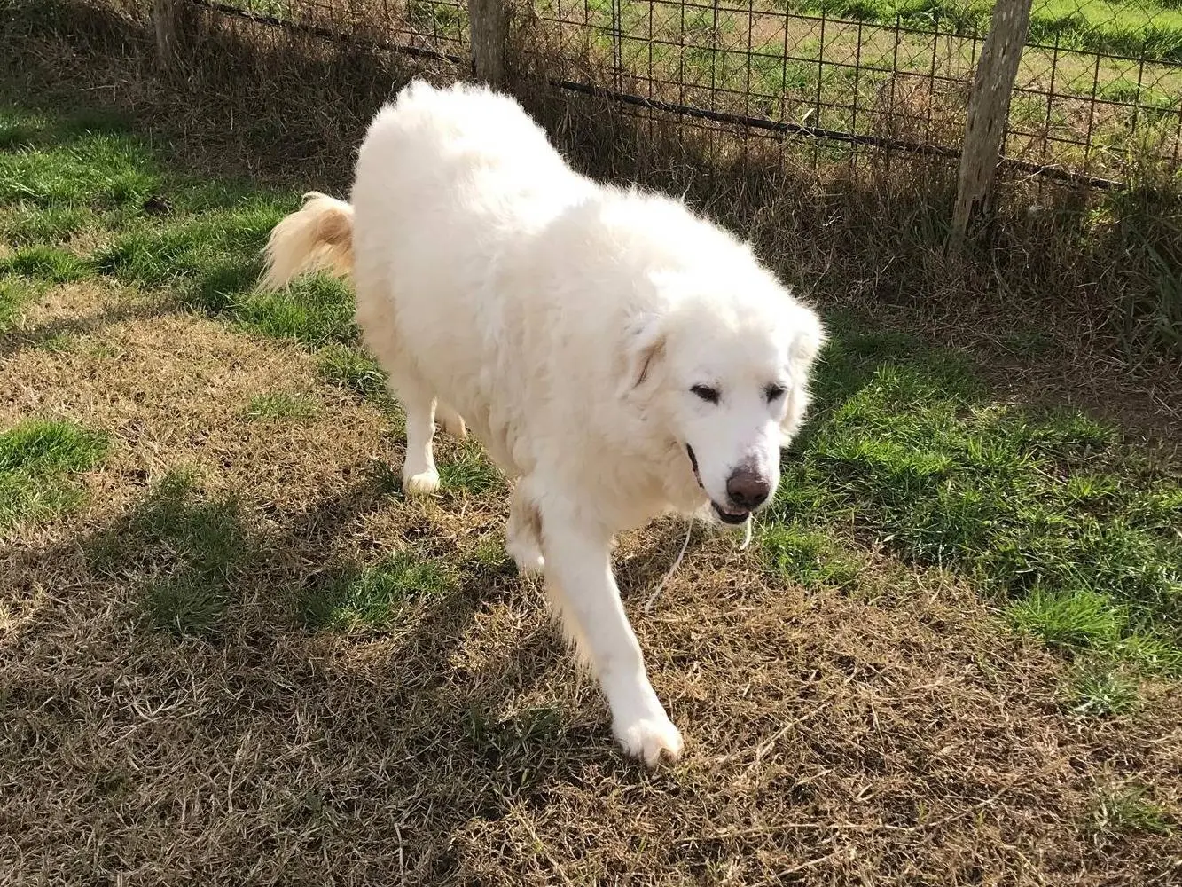Adotta un cane, maschio, 13 anni e 7 mesi, Latina