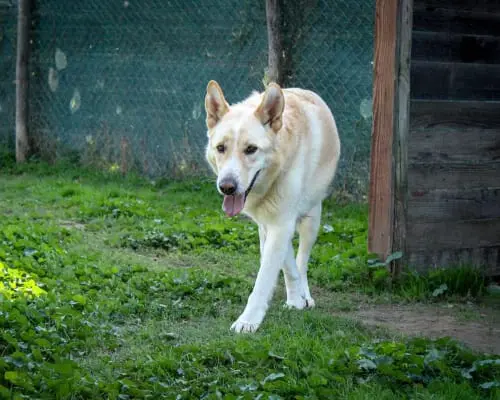 Adotta un cane, maschio, 8 anni e 9 mesi, Roma