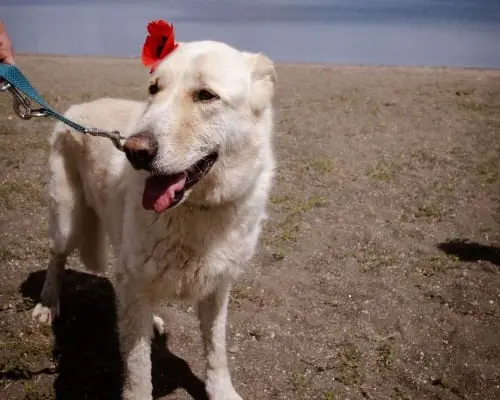 Adotta il cane DANNY a Roma