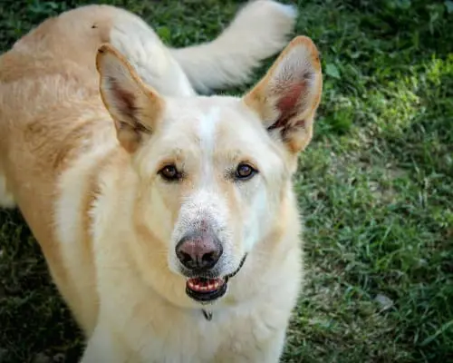Adozione cane, maschio, Razza sconosciuta, 8 anni e 9 mesi, taglia grande, Roma
