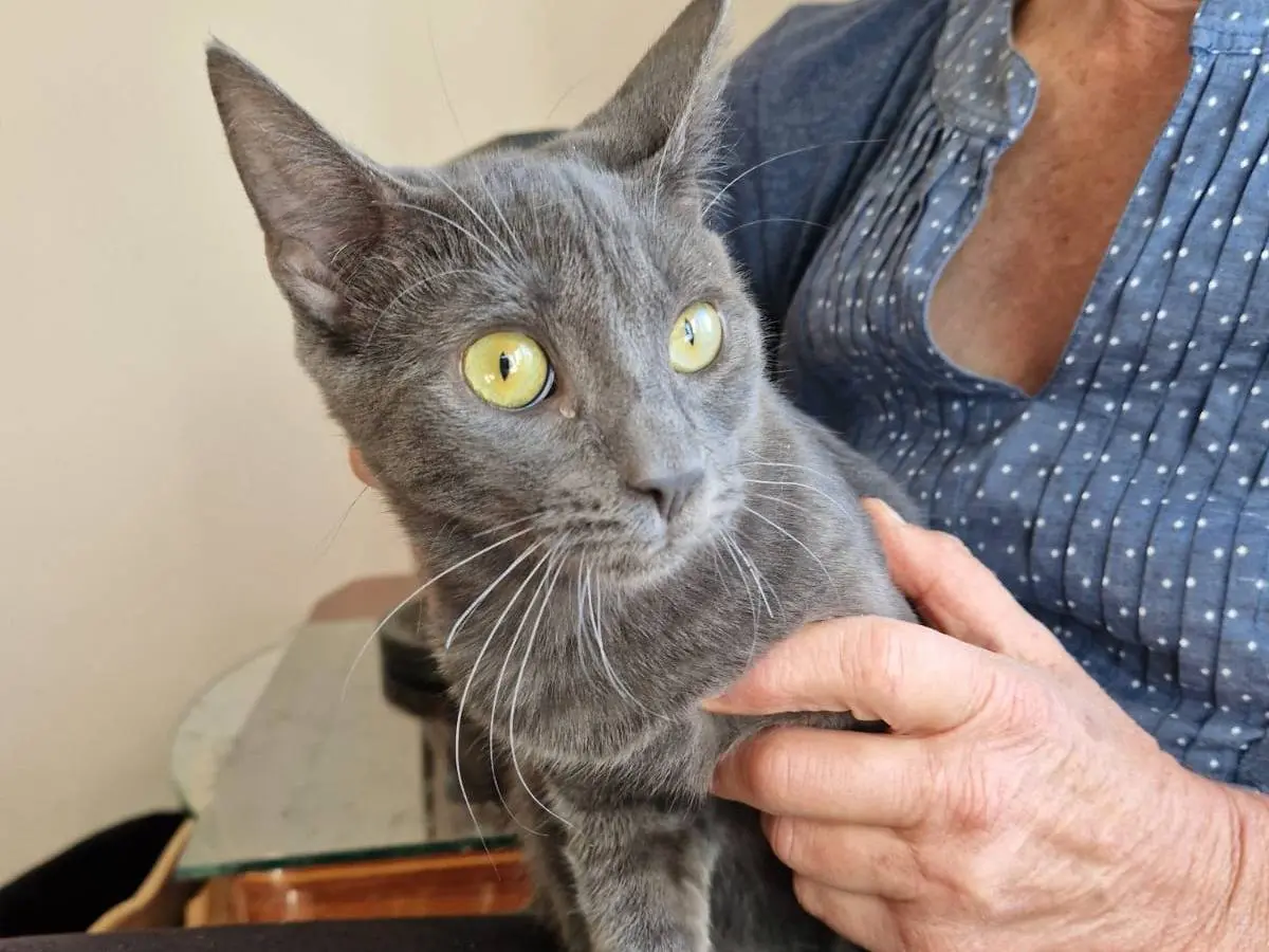 Adozione gatto, maschio, Razza sconosciuta Razza sconosciuta, 1 anno e 5 mesi, taglia non valida, Frosinone