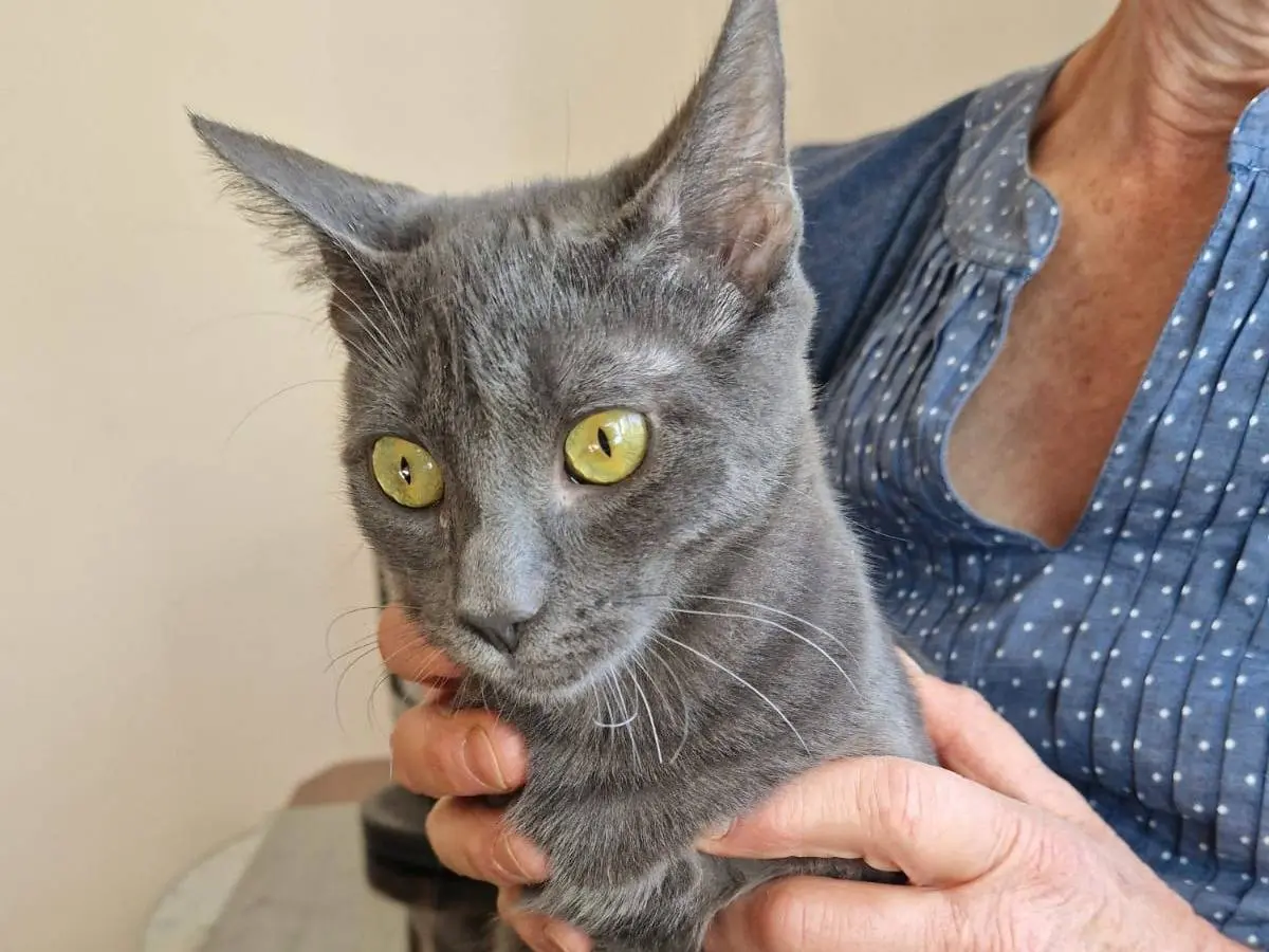 Adotta un gatto, maschio, 1 anno e 5 mesi, Frosinone