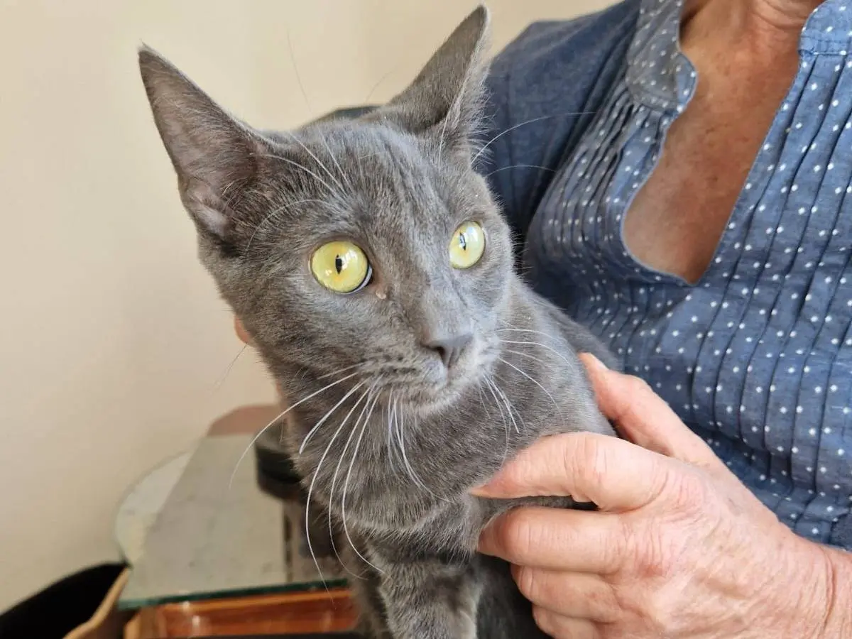 Adotta un gatto, taglia non valida, maschio, Frosinone