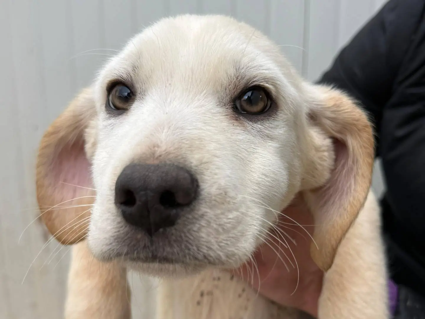 Adotta un cane, taglia media contenuta, maschio, Brescia