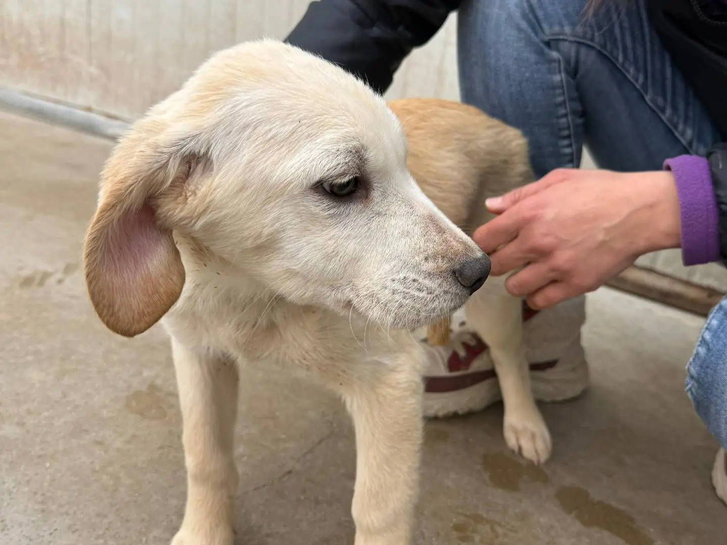 Adotta un cane, maschio, 11 mesi, Brescia