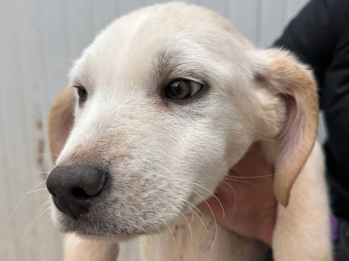 Vuoi adottare un cane a Brescia?