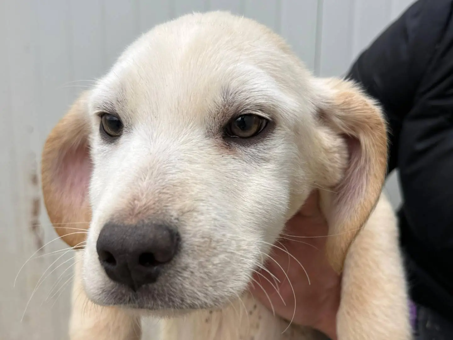 Adozione cane, maschio, Razza sconosciuta Razza sconosciuta, 11 mesi, taglia media contenuta, Brescia
