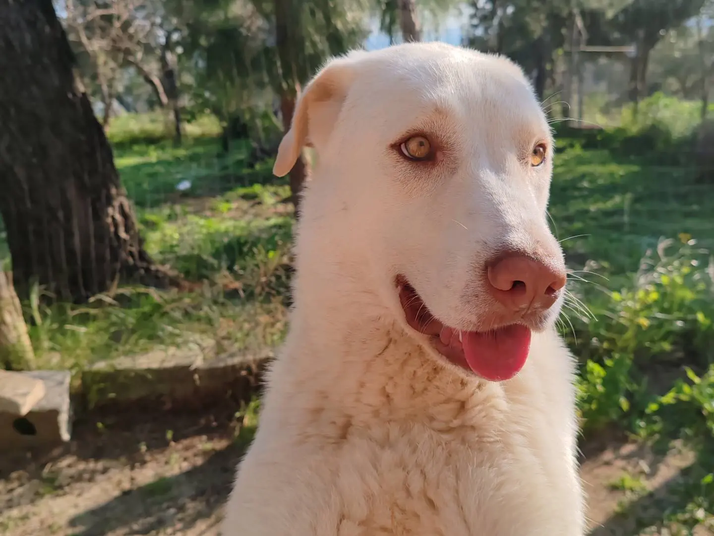 Adozione cane, femmina, Razza sconosciuta Razza sconosciuta, 2 anni e 6 mesi, taglia grande, Catanzaro