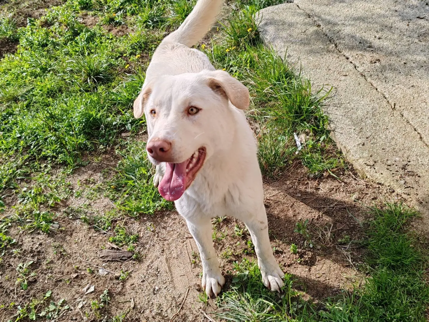Adotta un cane, femmina, 2 anni e 6 mesi, Catanzaro