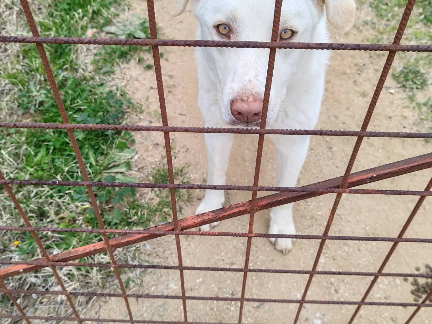 Vuoi adottare un cane a Catanzaro?