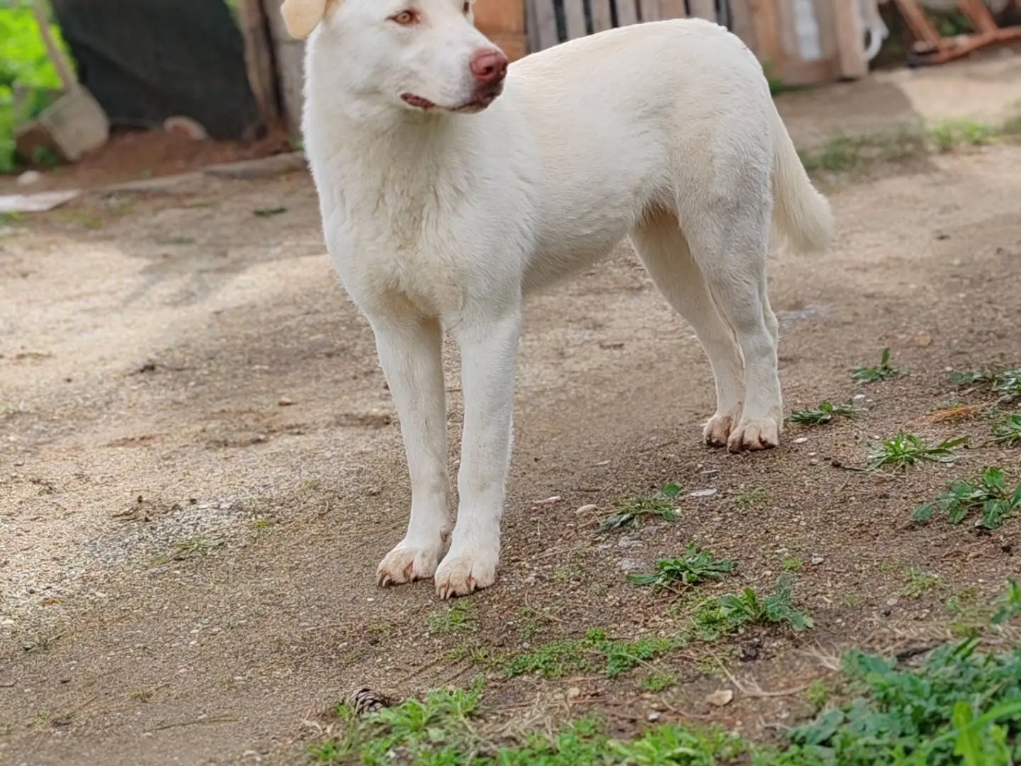 Adotta un cane, taglia grande, femmina, Catanzaro