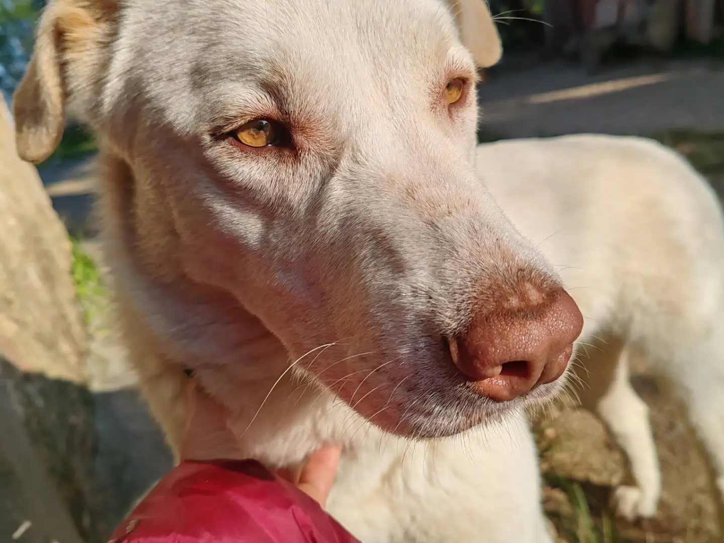 Adotta il cane Alaska a Catanzaro